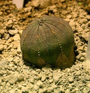 Baseball plant, sea urchin, Euphorbia obesa