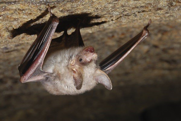 bat holding on a wall