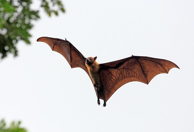 bat_flying