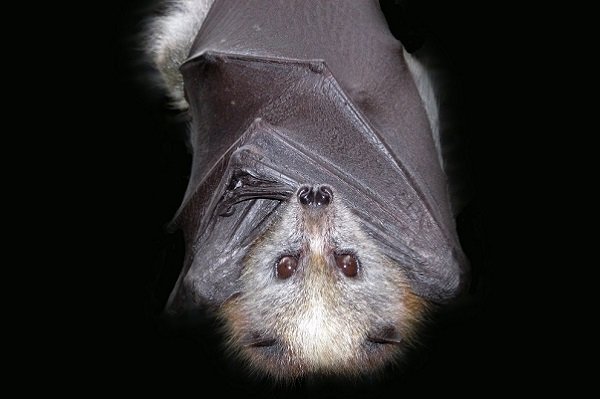 bat