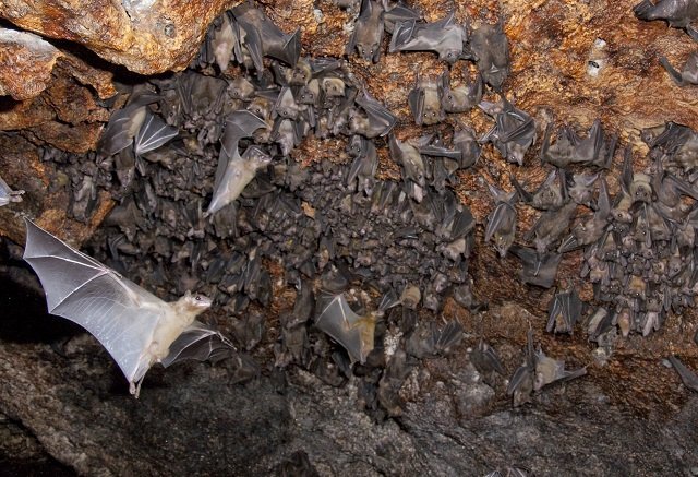 bats_hibernating