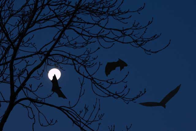 bats night sky