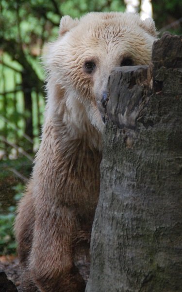 Bear hiding behind tree stump