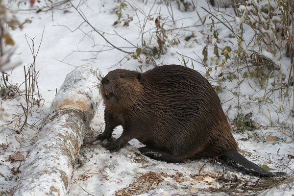 beaver_winter