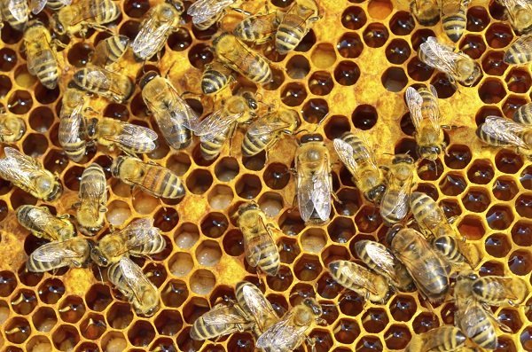 bee hive