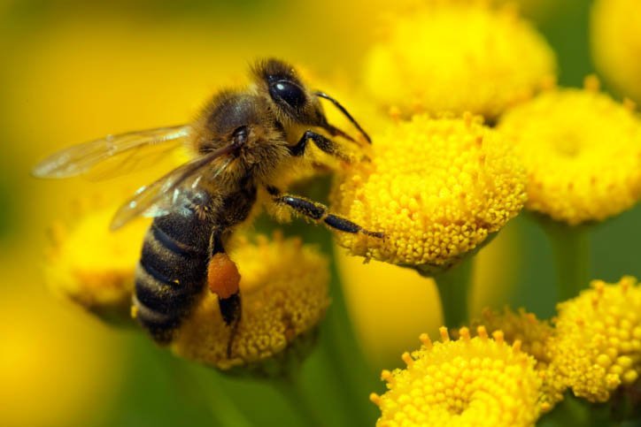 bee, pollen