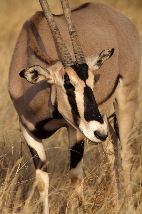 beisa oryx