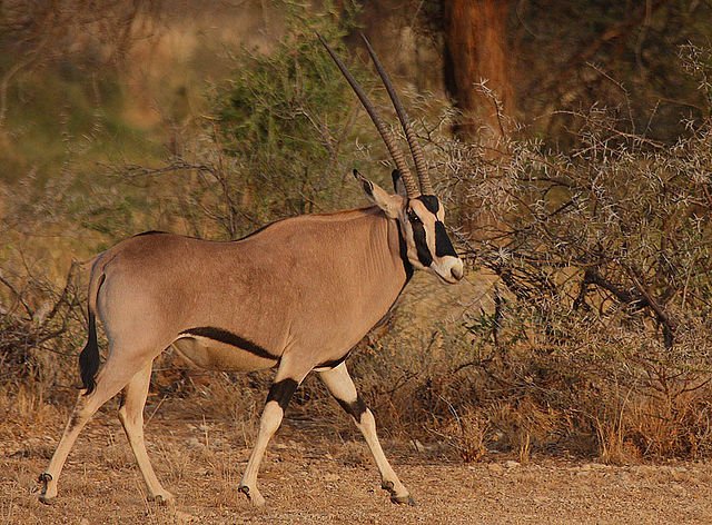 beisa oryx, rainbirder beisa oryx