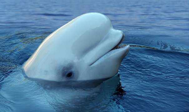 Will you be a beluga buddy?