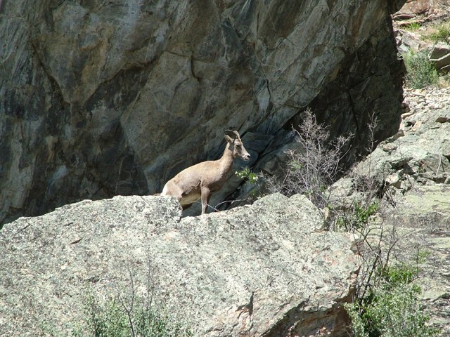 Dave Smith © Environment Canada – Bighorn sheep