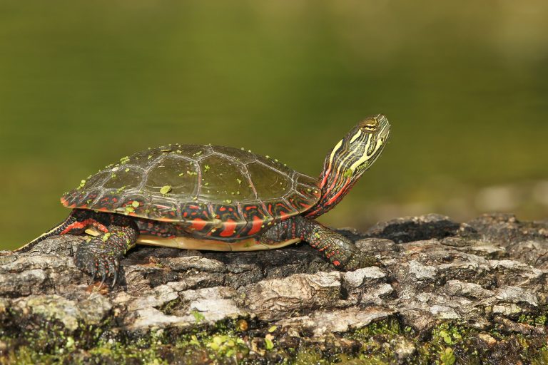 It’s turtle time!