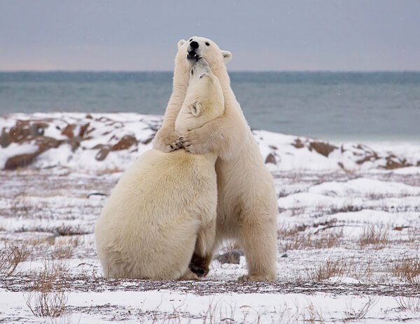 Animal Hugs for Valentines!