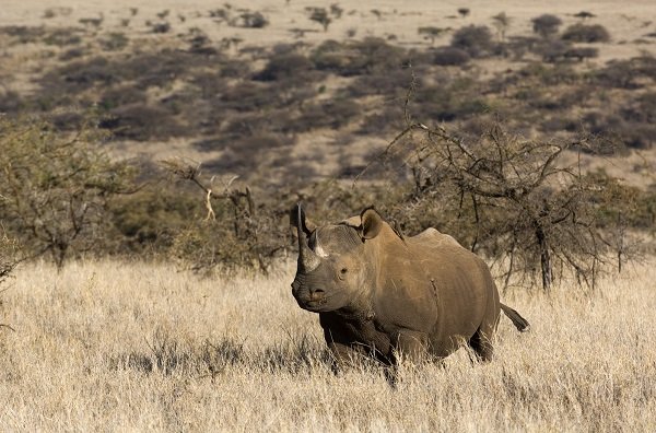Black Rhino (Diceros bicornis michaeli)