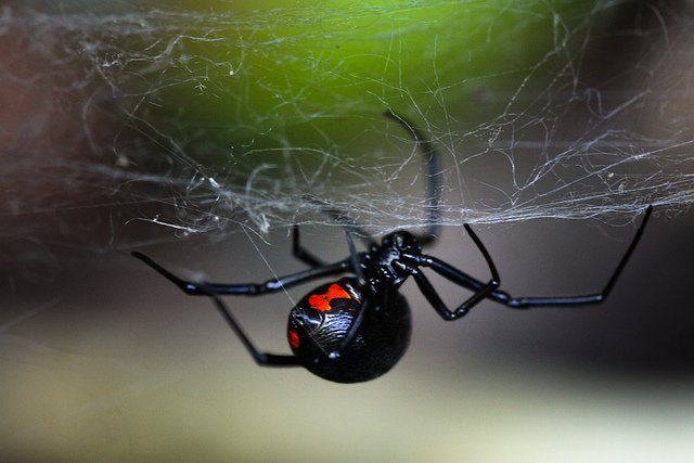 Black widow spider Black widow spider, Latrodectus mactans