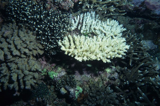bleached_coral_derekkeats bleached coral