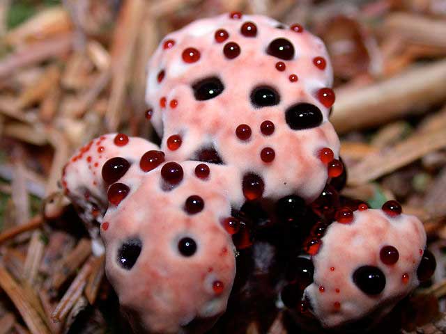 bleeding_tooth_fungus_hydnellum_peckii_alan_rockefeller bleeding tooth fungus