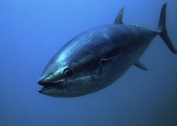 bluefin tuna