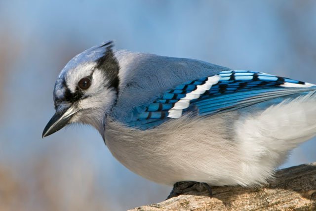 blue_jay