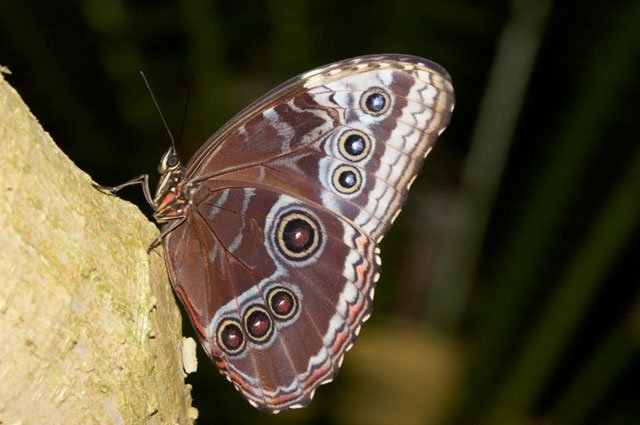 brown, butterfly, tree, insect, morpho, wings