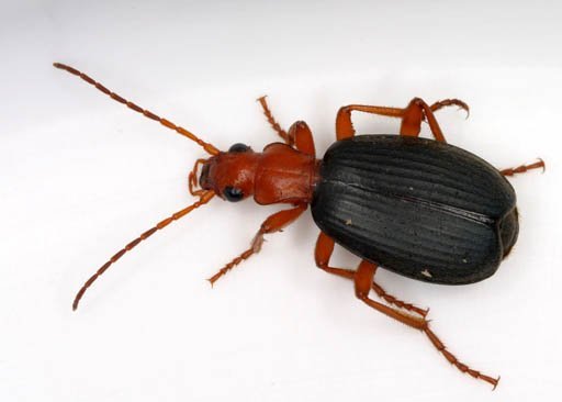 bombardier beetle
