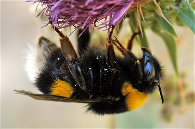 bombus polaris, arctic bumblebee