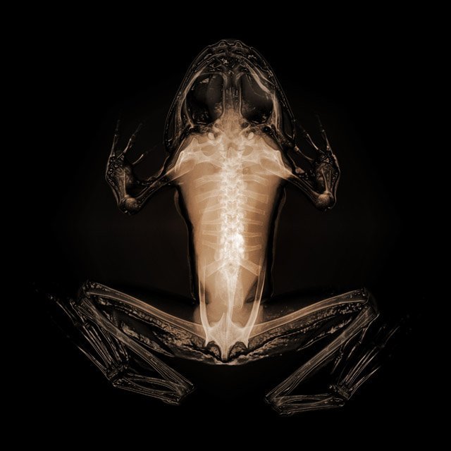 frog bones
