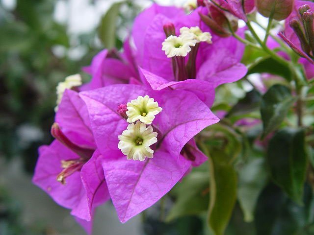purple, flower, white, plant, bougainvillea glabra