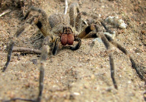 Brazilian wandering spider Brazilian wandering spider, Phoneutria nigriventer