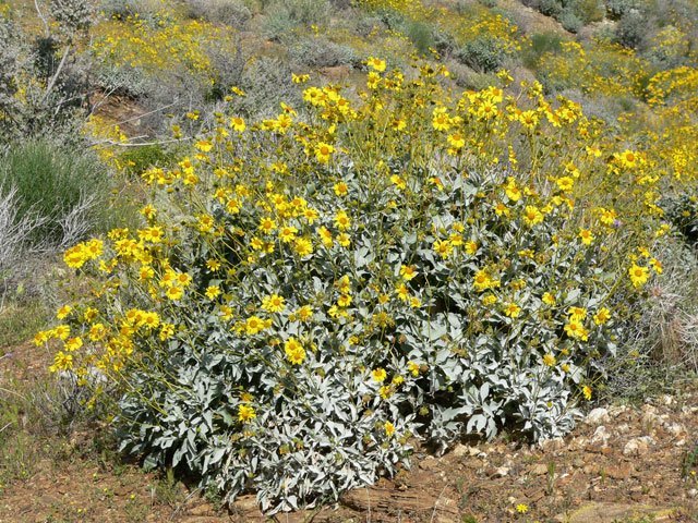 brittlebush_stan_shebs_yellow Brittlebush