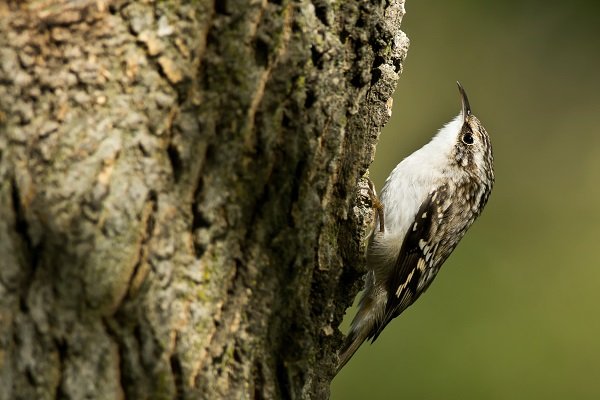 Brown Creeper