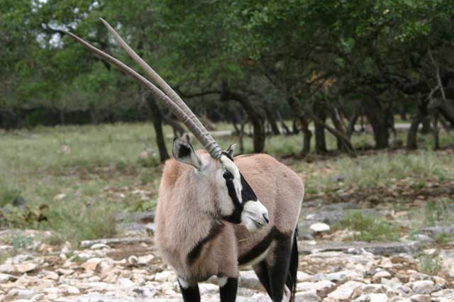 The Arabian Oryx Revival Tour!