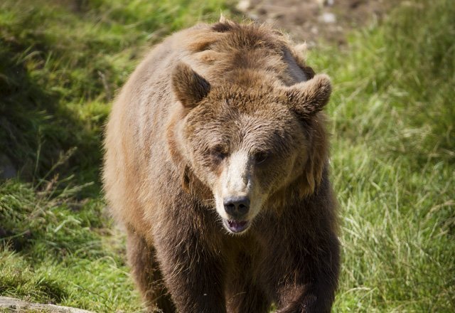 brown_bear_s