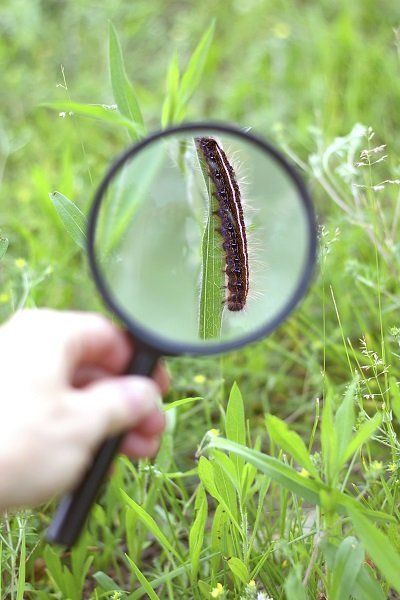 Caterpillar through Magnifying Glass
