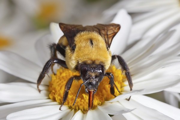 bumble bee tongue 