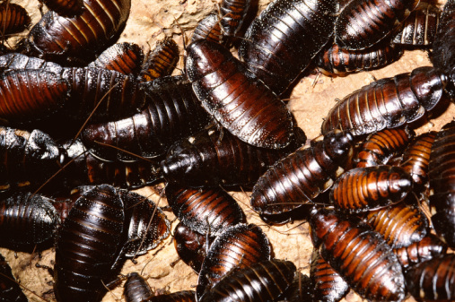 Cockroach Brain Juice