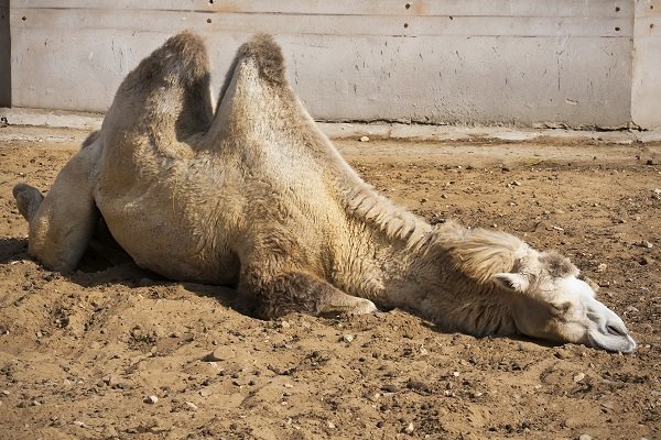 camel sleeping