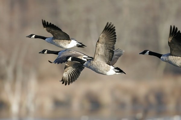 Canadian goose
