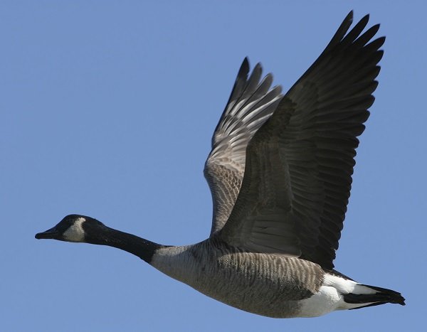 Canada Goose in flight