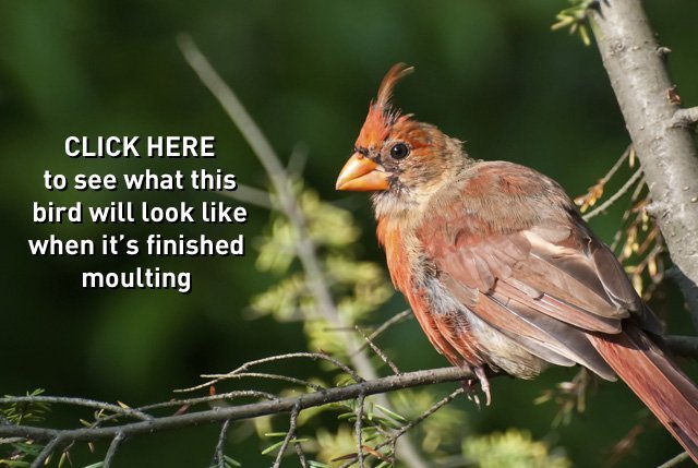 cardinal - moult (small) - click