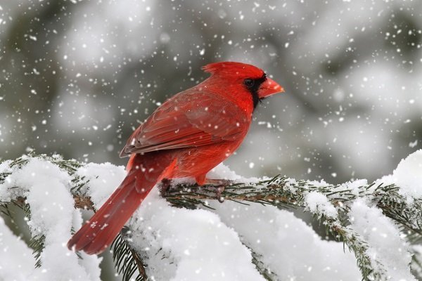 cardinal