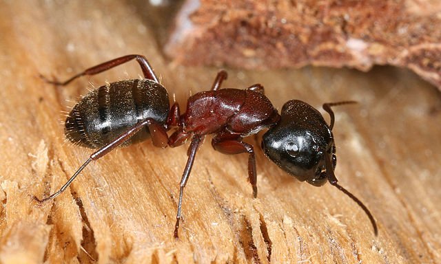 carpenter ant