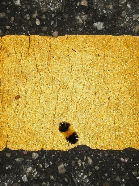 caterpillar on road