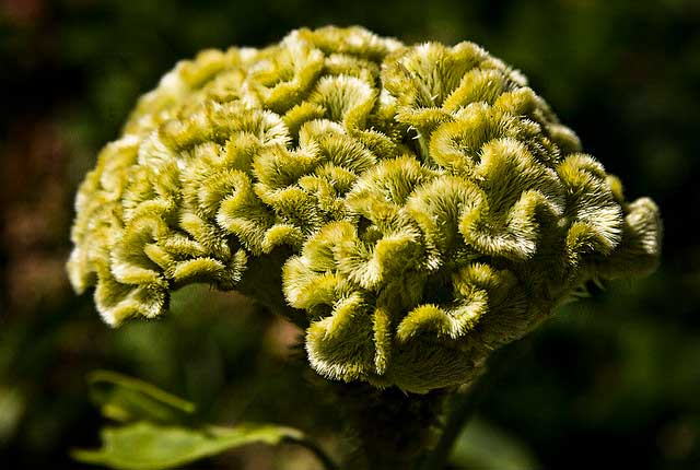celosia cristata, cockscomb