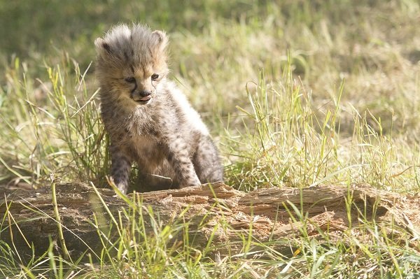 cheetah cub