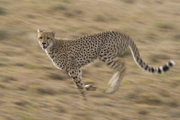 cheetah running