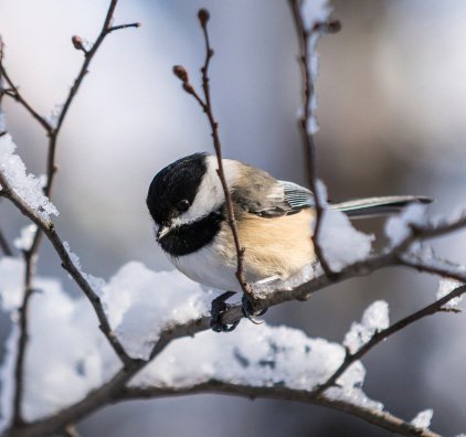 chickadee