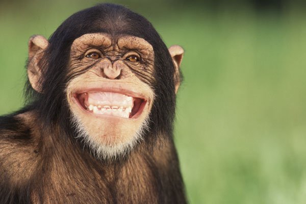 Chimpanzee smile