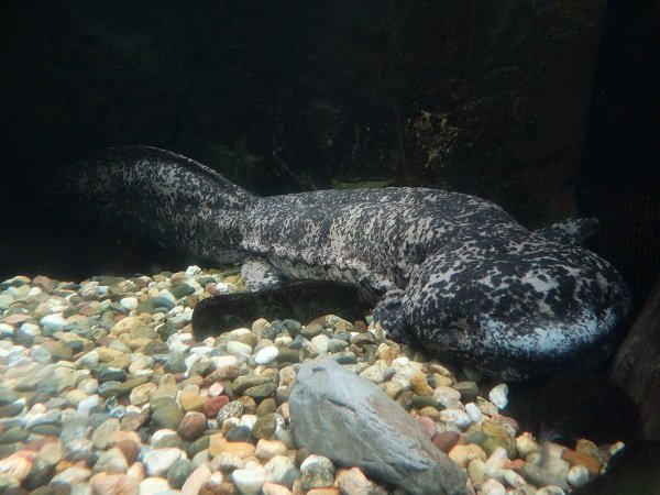 chinese giant salamander