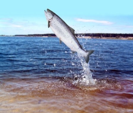 chinook salmon jumping
