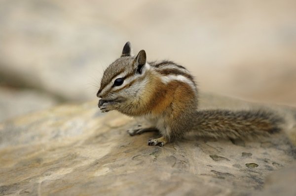 chipmunk